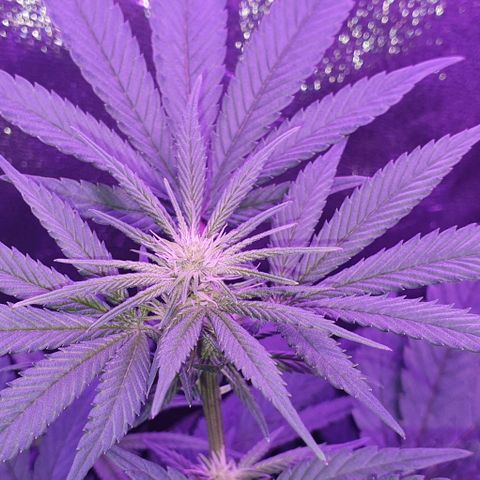 3RH #1 growlog timeline photo