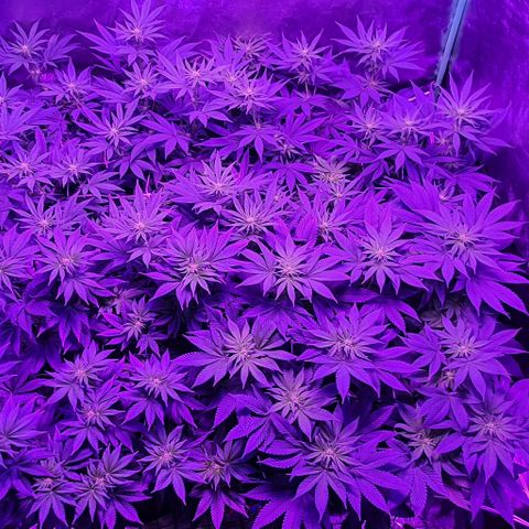 3RH #1 growlog timeline photo