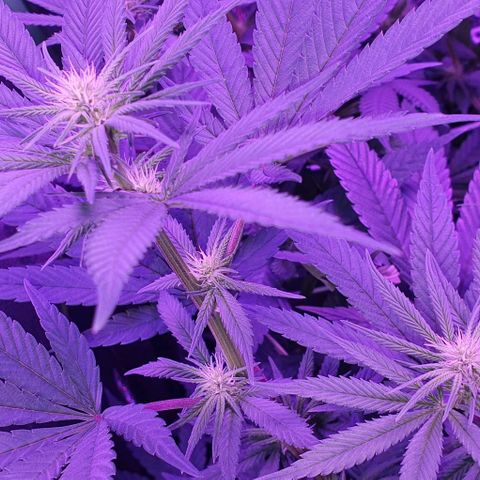 3RH #1 growlog timeline photo