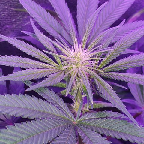 3RH #1 growlog timeline photo