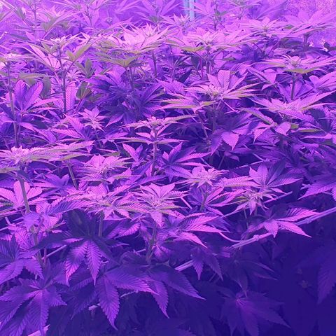 3RH #1 growlog timeline photo