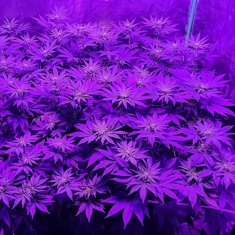 3RH #1 growlog timeline photo