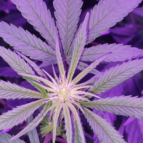 3RH #1 growlog timeline photo