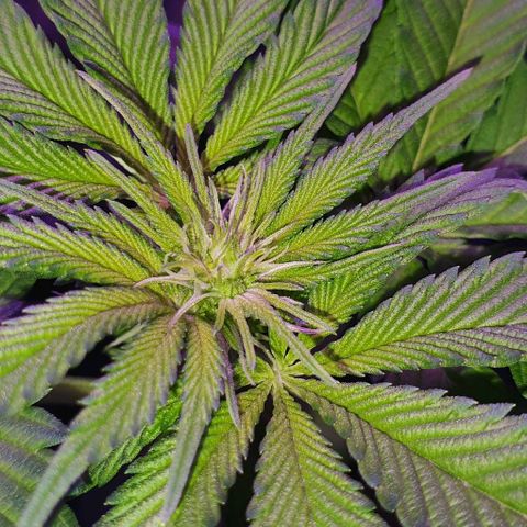 3RH #1 growlog timeline photo