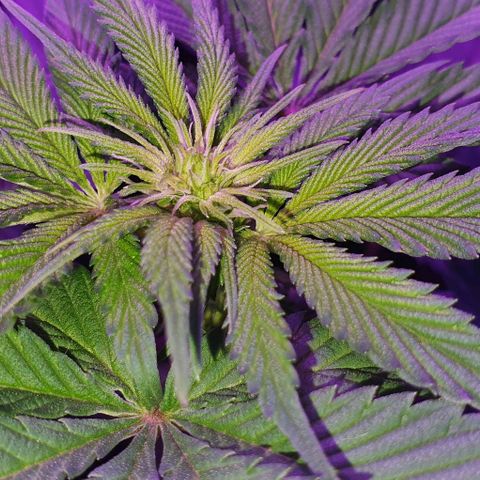 3RH #1 growlog timeline photo
