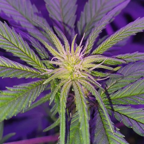 3RH #1 growlog timeline photo