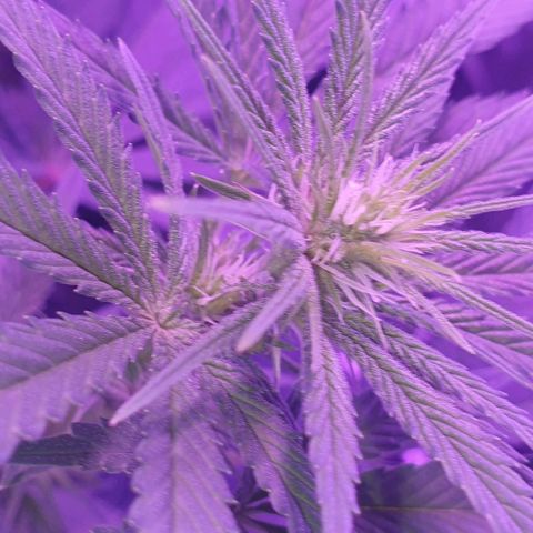 3RH #1 growlog timeline photo