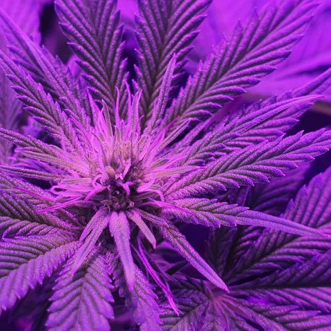 3RH #1 growlog timeline photo