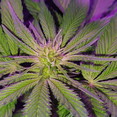 3RH #1 growlog timeline photo