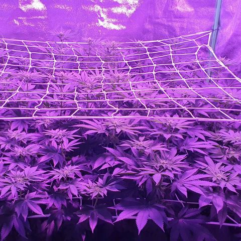 3RH #1 growlog timeline photo