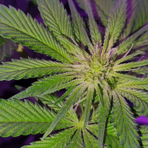3RH #1 growlog timeline photo
