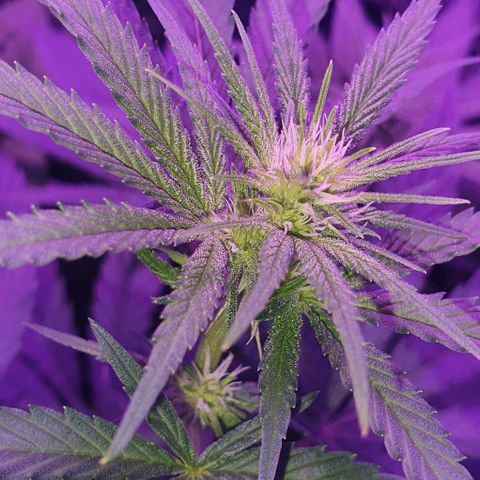 3RH #1 growlog timeline photo
