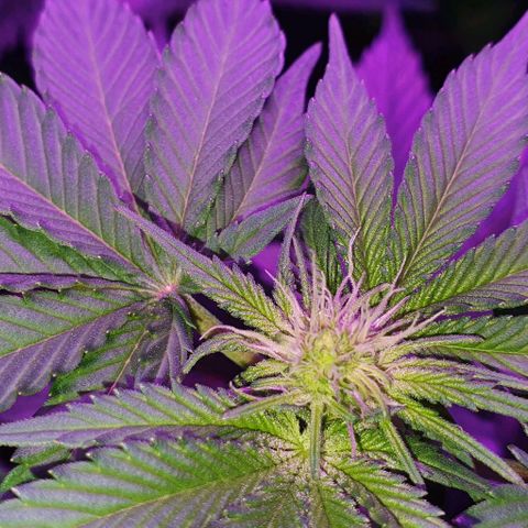 3RH #1 growlog timeline photo