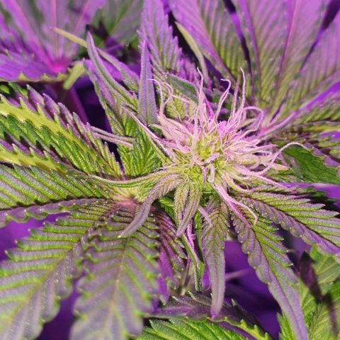 3RH #1 growlog timeline photo