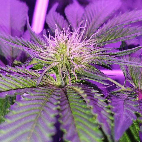 3RH #1 growlog timeline photo