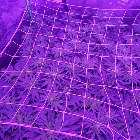 3RH #1 growlog timeline photo