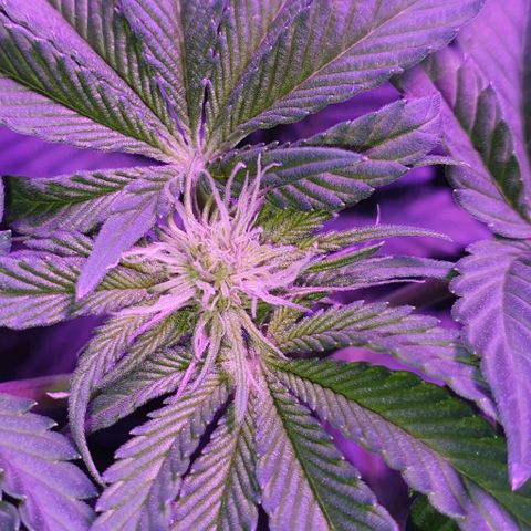 3RH #1 growlog timeline photo
