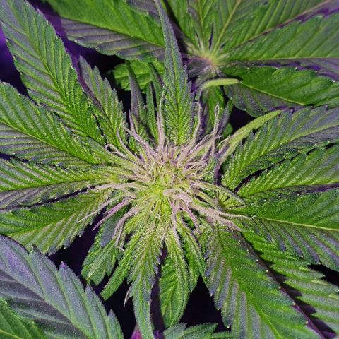 3RH #1 growlog timeline photo