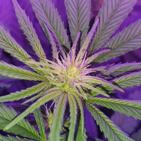3RH #1 growlog timeline photo