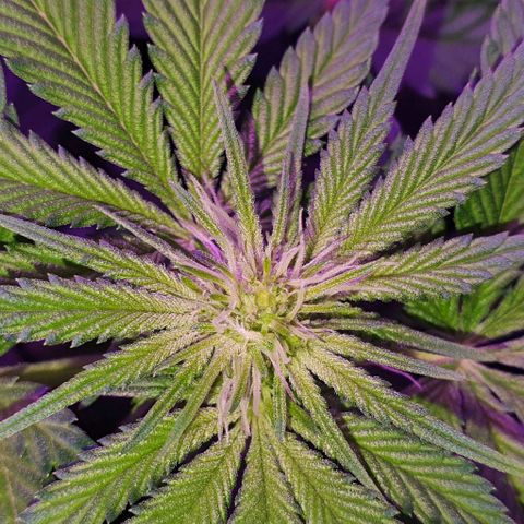 3RH #1 growlog timeline photo