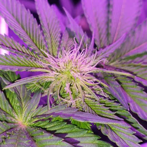 3RH #1 growlog timeline photo