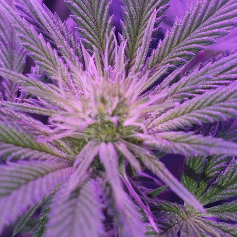 3RH #1 growlog timeline photo
