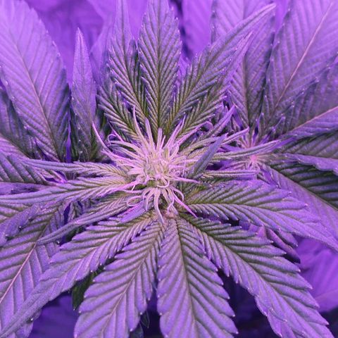 3RH #1 growlog timeline photo