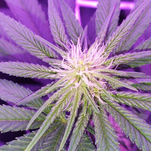 3RH #1 growlog timeline photo