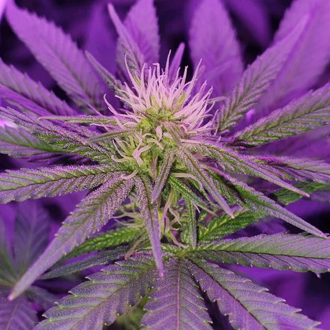 3RH #1 growlog timeline photo