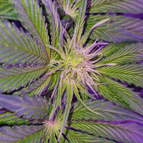 3RH #1 growlog timeline photo