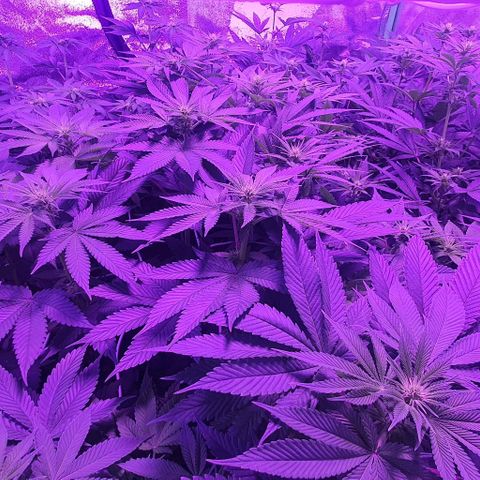 3RH #1 growlog timeline photo