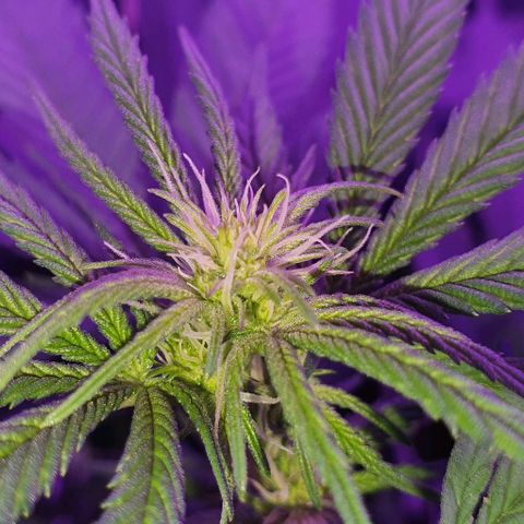 3RH #1 growlog timeline photo