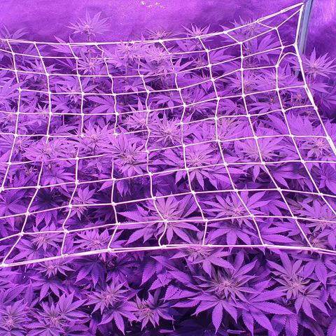 3RH #1 growlog timeline photo