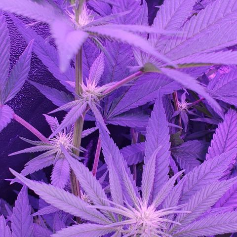 3RH #1 growlog timeline photo