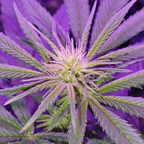 3RH #1 growlog timeline photo