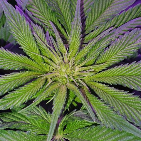 3RH #1 growlog timeline photo