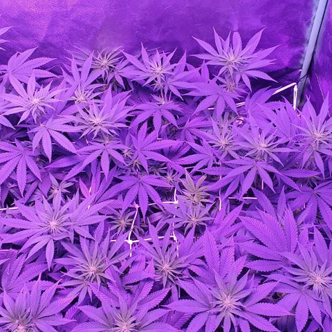 3RH #1 growlog timeline photo