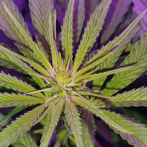 3RH #1 growlog timeline photo