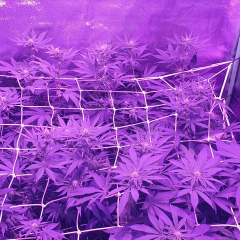3RH #1 growlog timeline photo