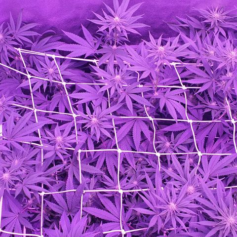 3RH #1 growlog timeline photo