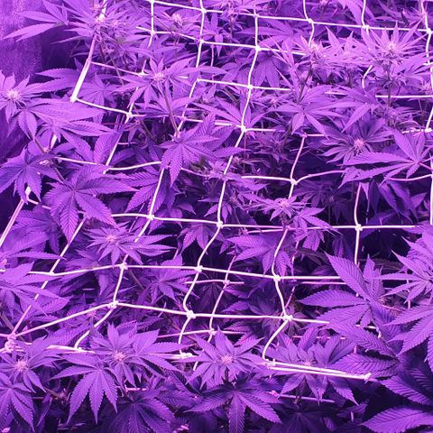 3RH #1 growlog timeline photo