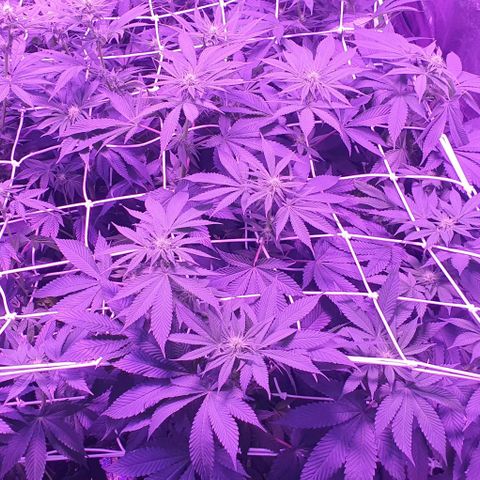 3RH #1 growlog timeline photo