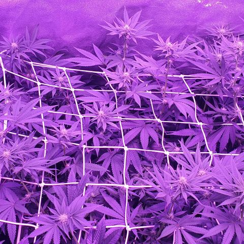 3RH #1 growlog timeline photo