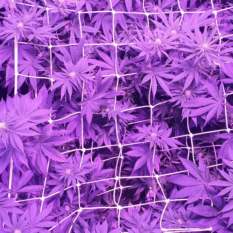 3RH #1 growlog timeline photo