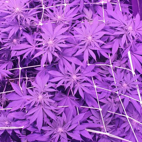 3RH #1 growlog timeline photo