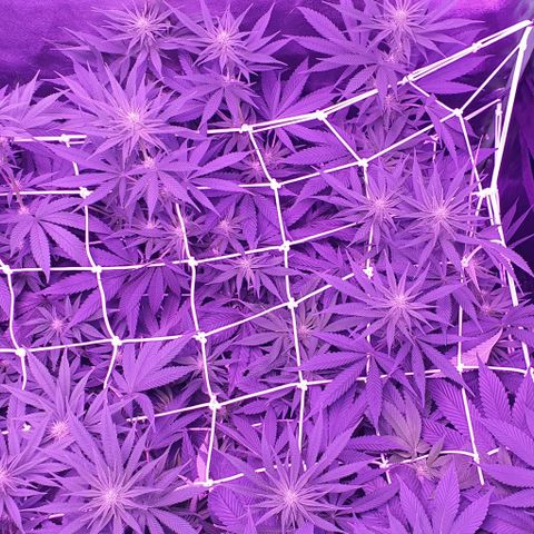 3RH #1 growlog timeline photo
