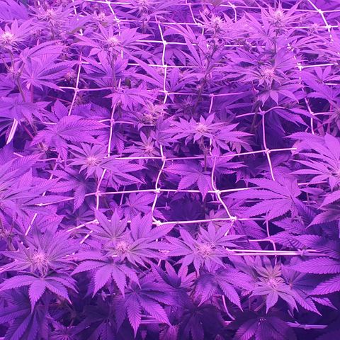 3RH #1 growlog timeline photo