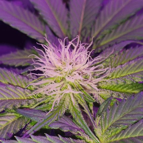 3RH #1 growlog timeline photo