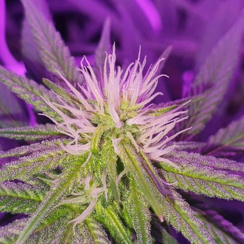 3RH #1 growlog timeline photo