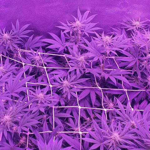 3RH #1 growlog timeline photo